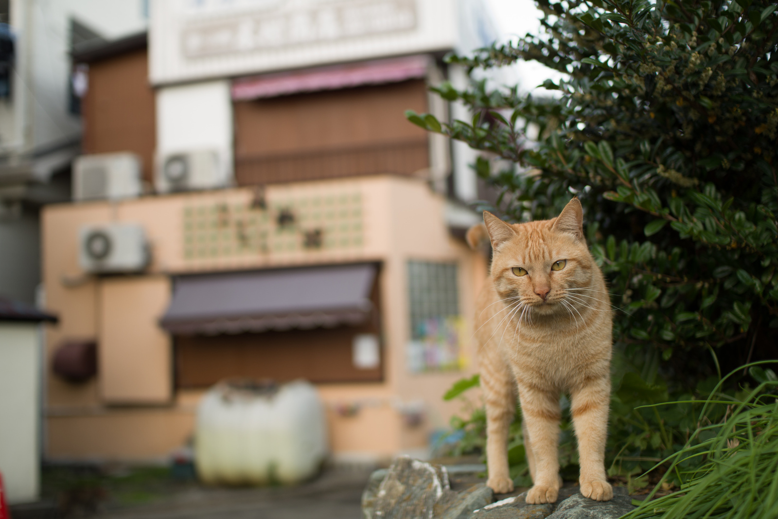 Sigma 30mm F1.4 EX DC - レンズ - pentax memo