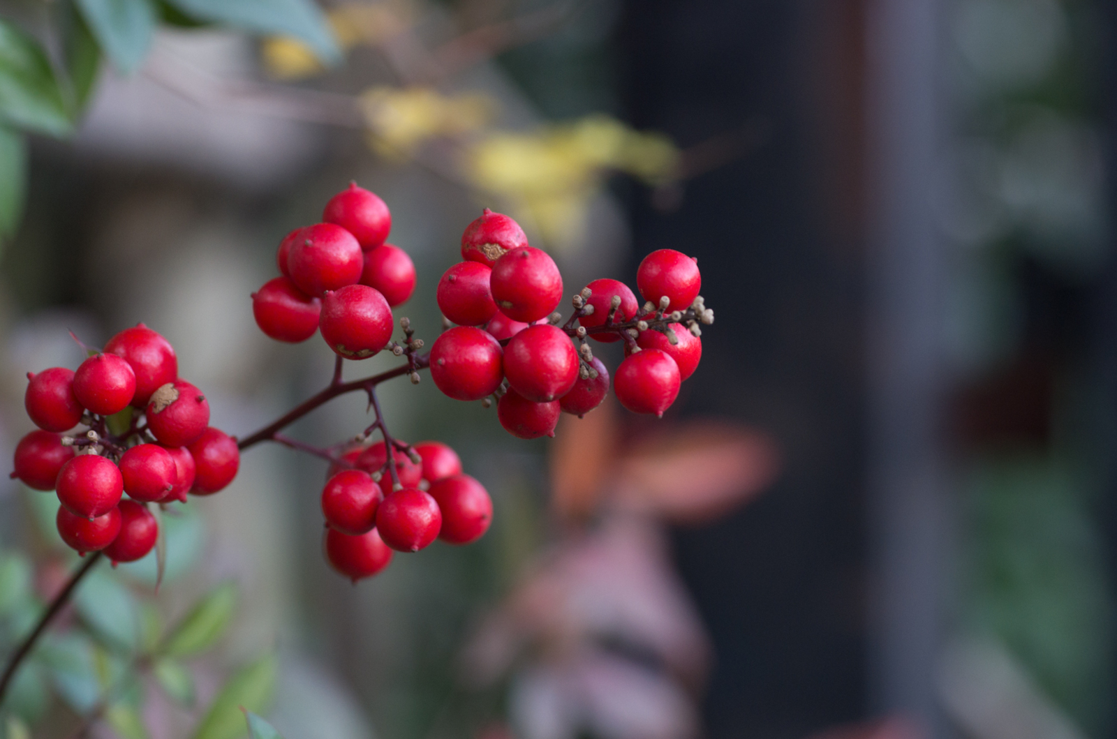 Sigma MACRO 70mm F2.8 EX DG - レンズ - pentax memo