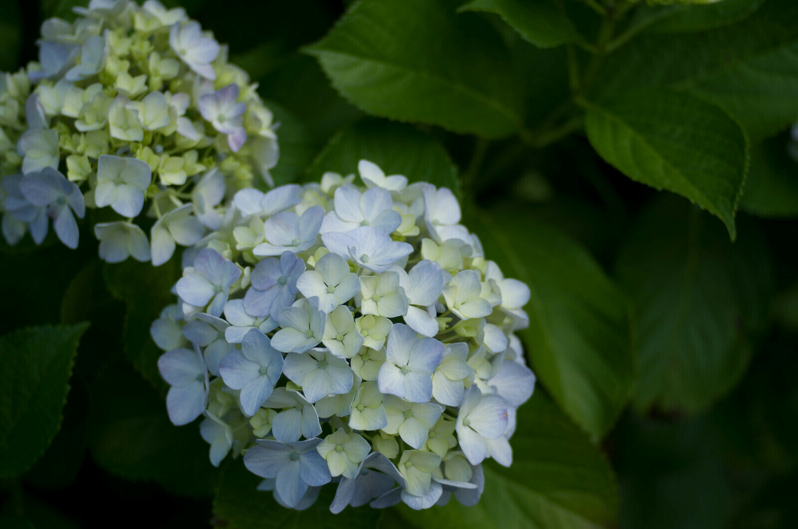 smc PENTAX-DA 40mm F2.8 XS - レンズ - pentax memo