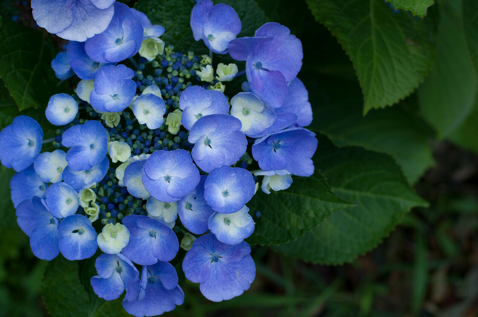 smc PENTAX-DA☆55mm F1.4 SDM - レンズ - pentax memo