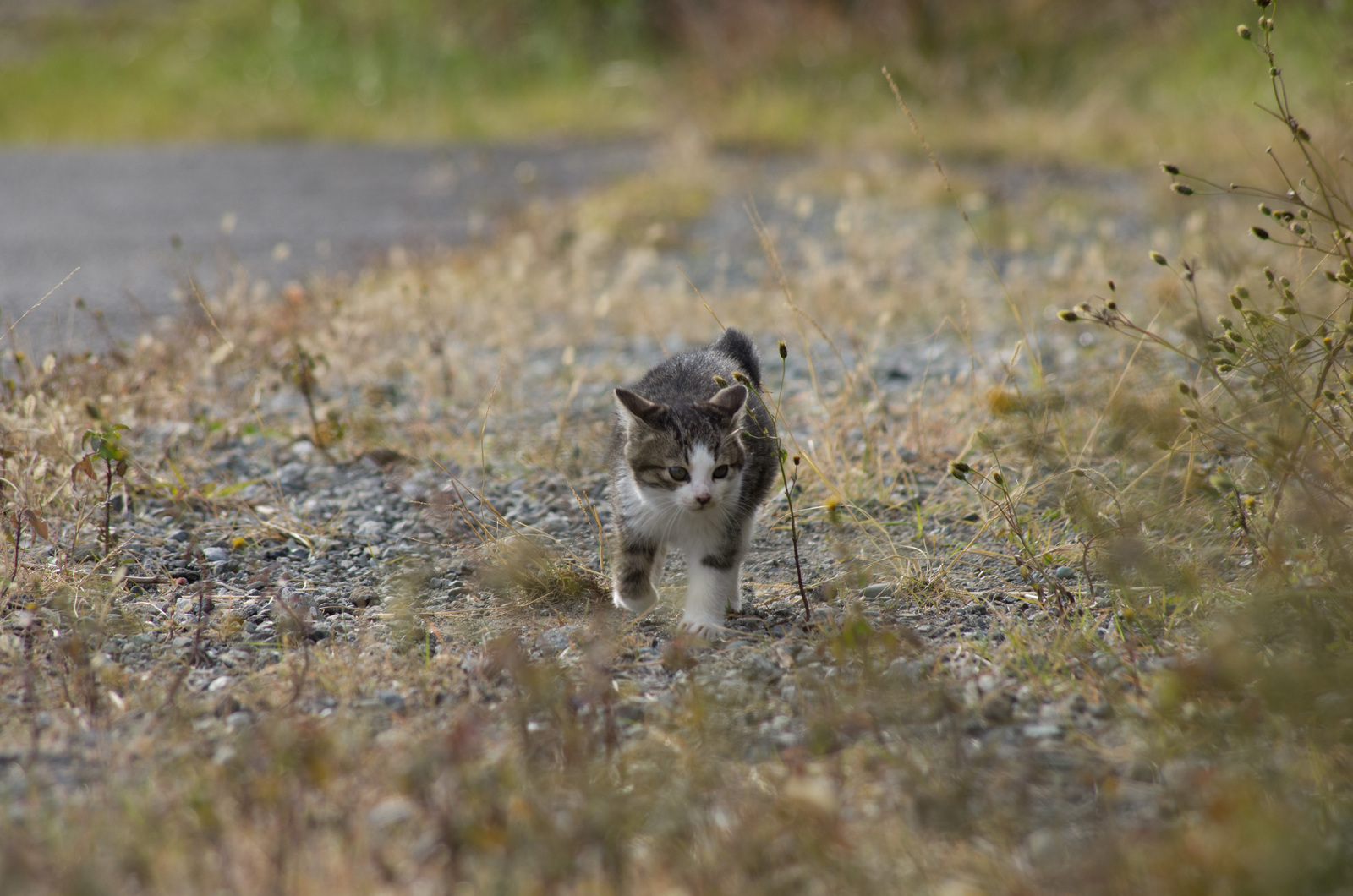 smc PENTAX DA 55-300mm F4-5.8｜